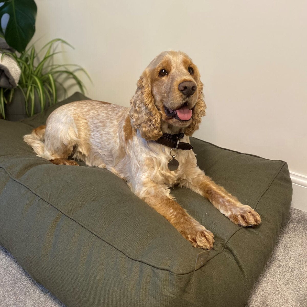 Bailey Pillow Dog Bed - Green