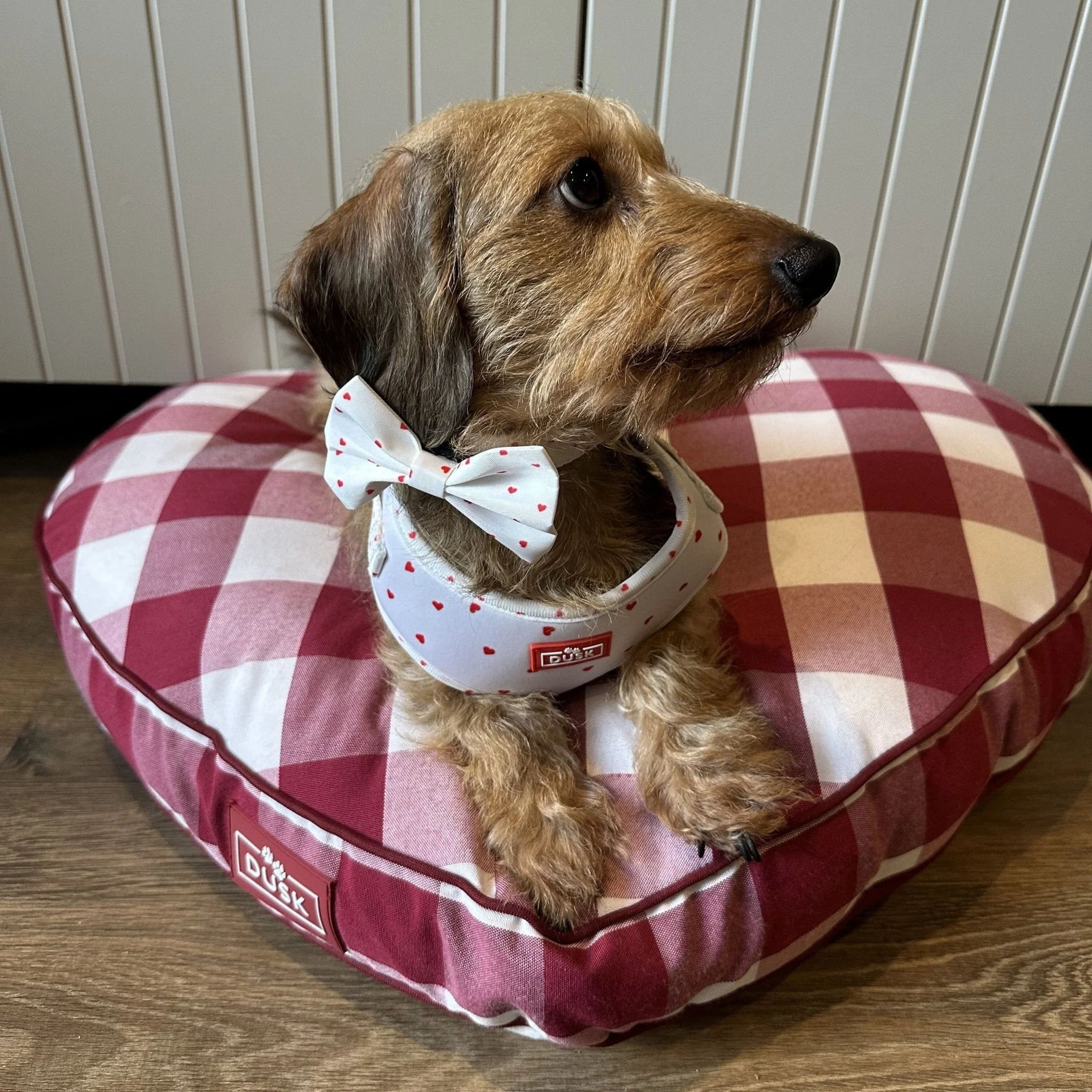 Dog Harness, Lead, Collar Set - Size Small - White/Red - Image 2
